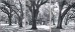 Oak Tree Study by Boyce Watt
