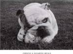 Obsess by Sharon Beals