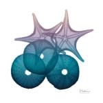 Ocean Hues Sea Urchin And Starfish by Albert Koetsier