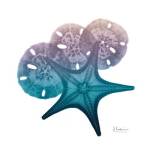 Ocean Hues Starfish and Sand Dollar by Albert Koetsier