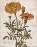 October Marigold by Katie Pertiet