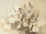 Odontoglossum Vexillarium by Reichenbachia Orchids