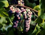 On the Vine by Jenny Stewart
