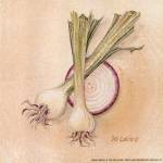 Onions by Deb Collins