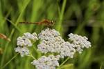 Orang Dragonfly On White Wild Flowers by Gordon Semmens