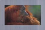 Orang-Utan by Shah Anup