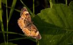 Orange And Brown Butterfly On Leaf by Gordon Semmens