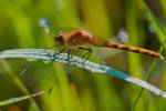 Orange Dragonfly by Gordon Semmens