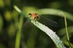 Orange Dragonfly On Green Stem by Gordon Semmens