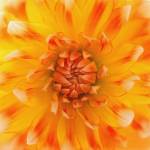 Orange Glow by Flowerphotos