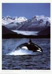 Orca by Hyde