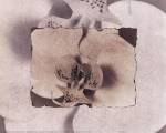 Orchid by Dick and Diane Stefanich