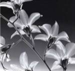 Orchid Denrobium by Steven N. Meyers