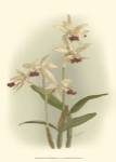 Orchid Garden I by H.G. Moon