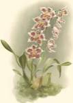 Orchid Garden II by H.G. Moon