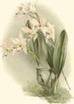 Orchid Garden III by H.G. Moon