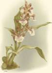 Orchid Garden IV by H.G. Moon