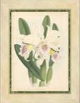 Orchid II by Walter H. Fitch