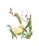 Orchid II by Pamela Shirley