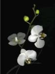 Orchid II by Susan Barmon