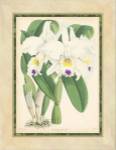Orchid III by Walter H. Fitch