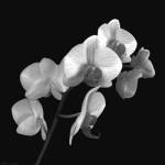 Orchid Illusion I by Katja Marzahn