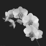 Orchid Illusion II by Katja Marzahn