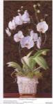 Orchid Phaleanopsis by Mary Kay Krell
