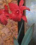 Orchid Redteal Damasque by Tan Chun