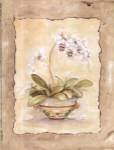 Orchid Sanderiana by Peggy Abrams