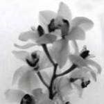Orchid Spray I by Tom Artin
