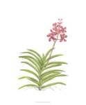 Orchid Study I by Pamela Shirley