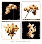 Orchid Suite by A. Murray