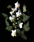 Orchid With Cherry Tomato by Susan Barmon