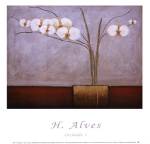 Orchidee I by H. Alves
