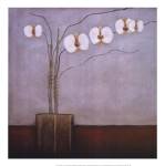 Orchidee II by H. Alves