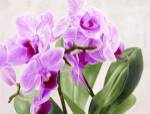 Orchidee Selvagge by Sergio Jannace