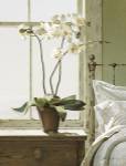 Orchids In The Window by Zhen-Huan Lu