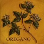 Oregano by Kate McRostie
