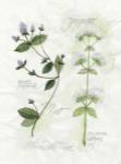 Oregano & Mint by Elissa Della-Piana