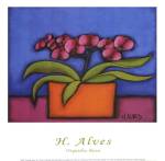 Orquidia Rosa by H. Alves