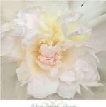 Paeonia by Rebecca Swanson