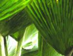 Painted Ferns I by Graffi*tee Studios