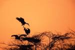 Painted Stork against a sunset sky, India by Dee Ann Pederson / Danita Delimont