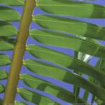 Palm Collection I by Karol King