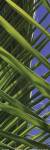 Palm Collection IV by Karol King