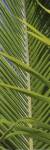 Palm Collection V by Karol King