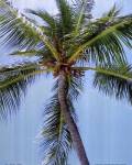 Palm on Blue by Karol King