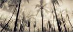 Palm Paradise by Susan Friedman
