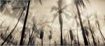 Palm Paradise by Susan Friedman